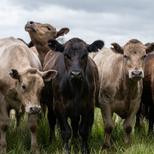 Australian cattle Square