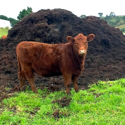 Cow with pile of shit Square