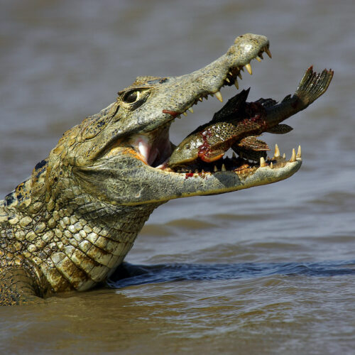 Crocodile feeding Square