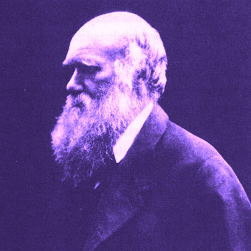 Darwin review Square