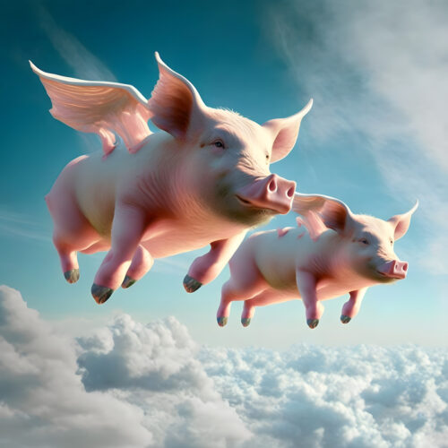 Flying pigs Square