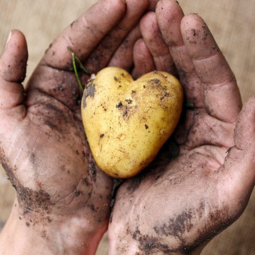 Hands and potato heart Square