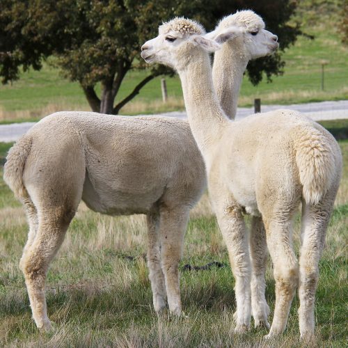 New Zealand Alpacas Square