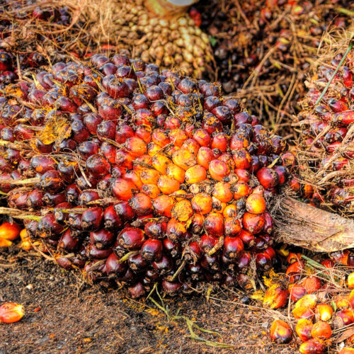 Palm Oil Fruit Square