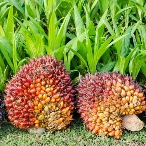 Palm oil kernels Square